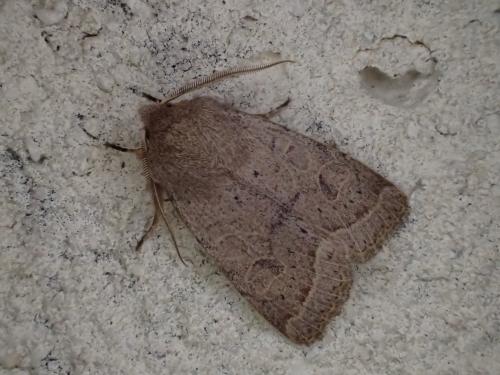 Orthosia cerasi